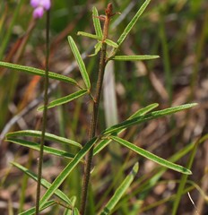 Desmodium tenuifolium
