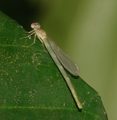 Pseudagrion microcephalum