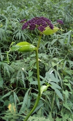 Angelica decursiva