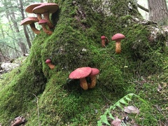 Suillus spraguei image