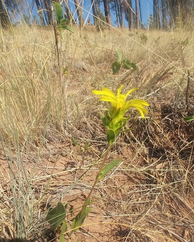Palouse goldenweed (Pyrrocoma scaberula)