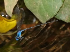 Pseudagrion microcephalum