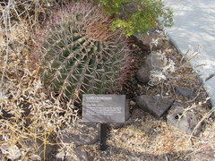Ferocactus emoryi