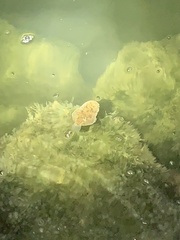 Trinectes inscriptus