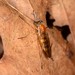 Dialysis elongata - Photo (c) Jason M Crockwell, some rights reserved (CC BY-NC-ND), uploaded by Jason M Crockwell
