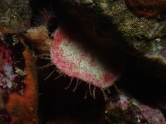 Placiphorella velata image