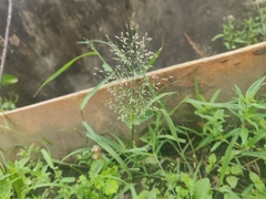 Eragrostis amabilis