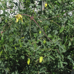 Clematis