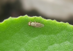 Diptera