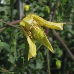 Clematis
