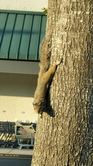 Callosciurus