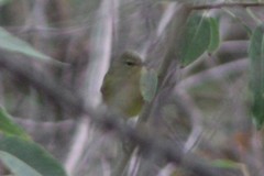 Leiothlypis celata orestera