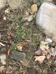 Palmerella debilis serrata