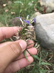 Palmerella debilis serrata