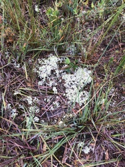 Pulchrocladia retipora