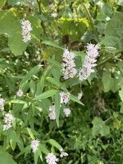 Persicaria bicornis