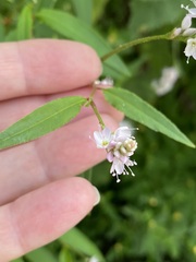 Persicaria bicornis