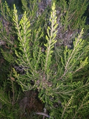 Ericeae