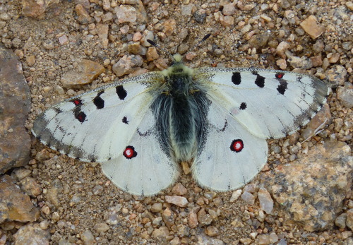 Rocky Mountain Parnassian