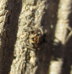 Habronattus coecatus