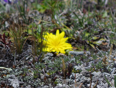 Hypochaeris sessiliflora
