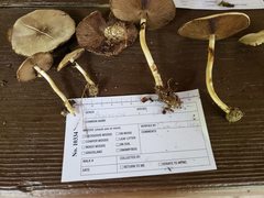 Agaricus pocillator