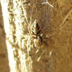 Habronattus coecatus