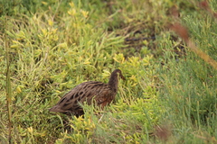 Rallus obsoletus levipes