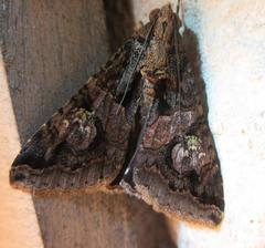 Melipotis famelica