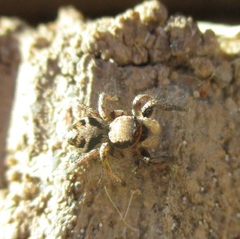 Habronattus coecatus