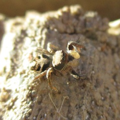 Habronattus coecatus