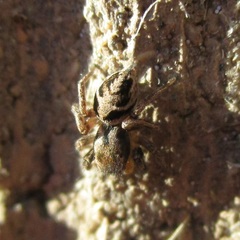 Habronattus coecatus
