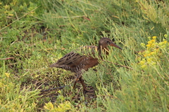 Rallus obsoletus levipes