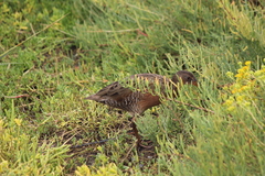 Rallus obsoletus levipes