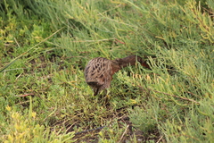 Rallus obsoletus levipes