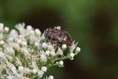 Euphoria sepulcralis
