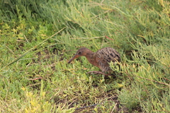 Rallus obsoletus levipes