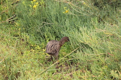 Rallus obsoletus levipes