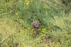 Rallus obsoletus levipes