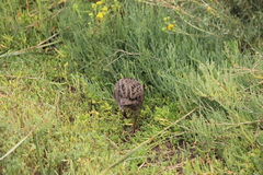 Rallus obsoletus levipes