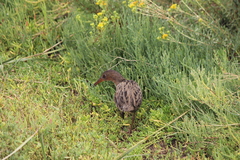 Rallus obsoletus levipes