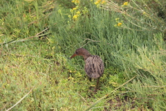 Rallus obsoletus levipes