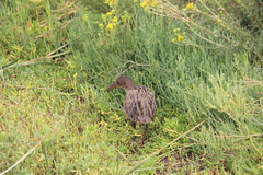 Rallus obsoletus levipes