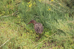 Rallus obsoletus levipes