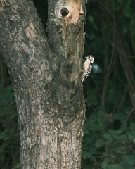 Dryobates minor minor