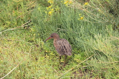 Rallus obsoletus levipes