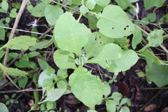 Rumfordia floribunda