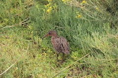 Rallus obsoletus levipes