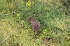 Rallus obsoletus levipes