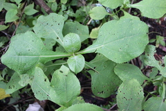 Rumfordia floribunda